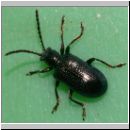 Oulema gallaeciana - Blaues Getreidehaehnchen 01.jpg